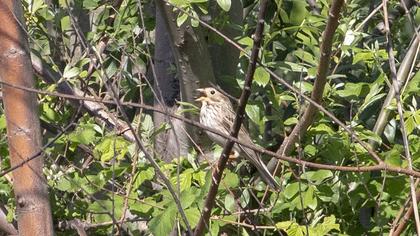 Corn Bunting