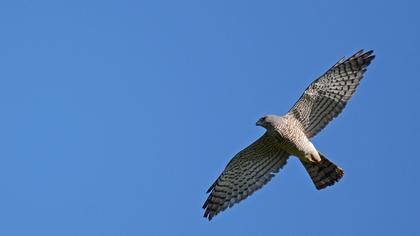 Levant Sparrowhawk