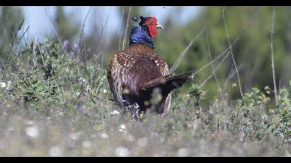 Common Pheasant