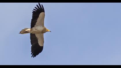 Egyptian Vulture