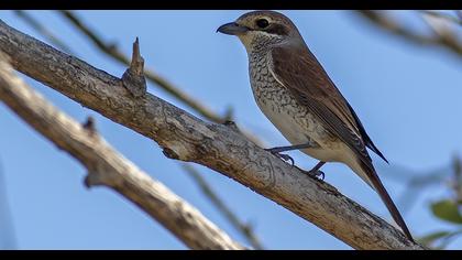 Red-backed Shrike