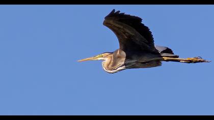 Purple Heron
