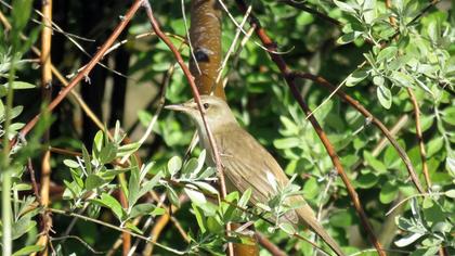 Great Reed Warbler