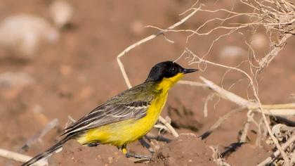Western Yellow Wagtail