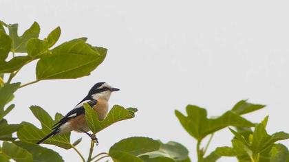 Masked Shrike