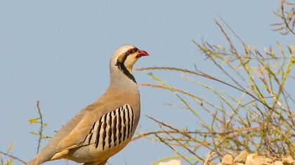 Chukar Partridge