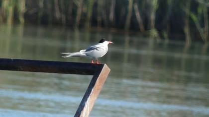 Common Tern