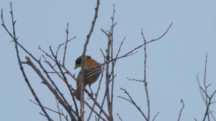 Black-headed Bunting