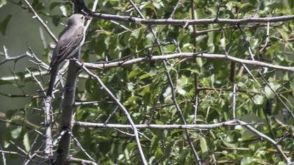 Spotted Flycatcher