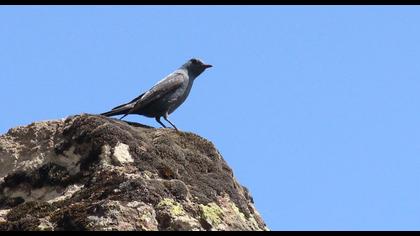 Blue Rock Thrush