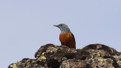 Common Rock Thrush