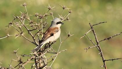 Red-backed Shrike