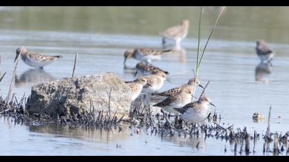 Little Stint