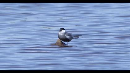 Whiskered Tern
