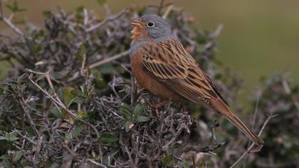 Cretzschmar`s Bunting