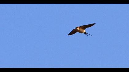 Kızıl kırlangıç