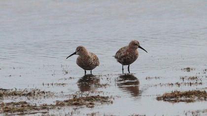 Curlew Sandpiper