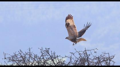 Long-legged Buzzard