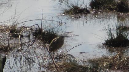 Eurasian Bittern
