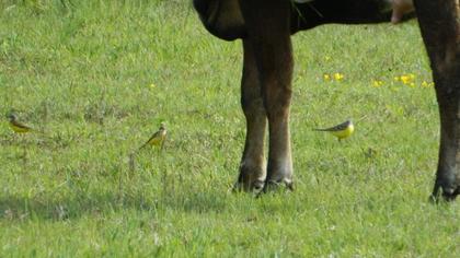 Western Yellow Wagtail