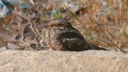 European Nightjar
