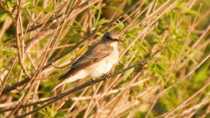 Spotted Flycatcher