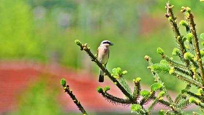 Red-backed Shrike