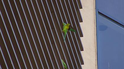 Rose-ringed Parakeet
