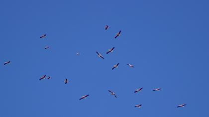 White Stork