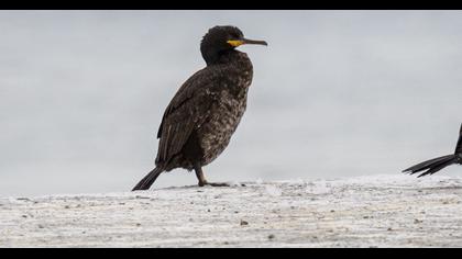 European Shag
