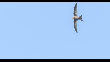 Pallid Swift