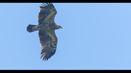 Lesser Spotted Eagle
