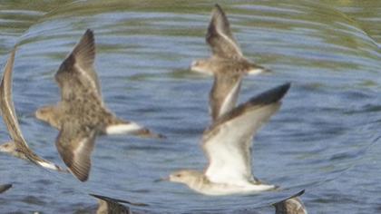 Little Stint