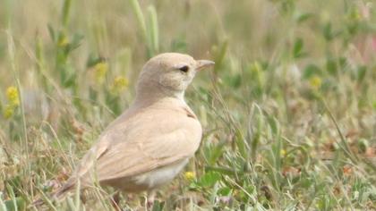 Bar-tailed Lark