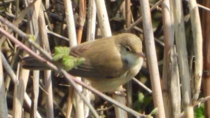 Eurasian Reed Warbler