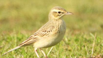 Tawny Pipit
