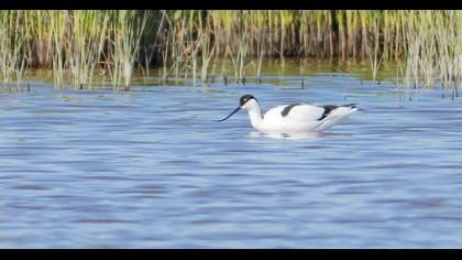 Pied Avocet