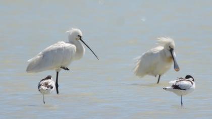 Eurasian Spoonbill