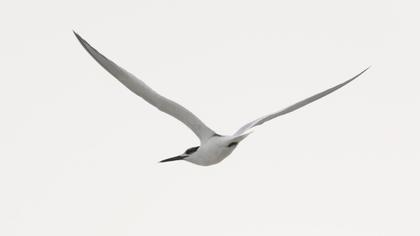 Sandwich Tern