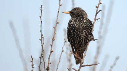 Common Starling