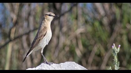 Isabelline Wheatear