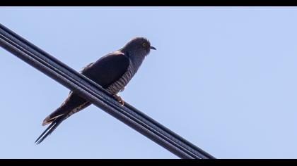 Common Cuckoo