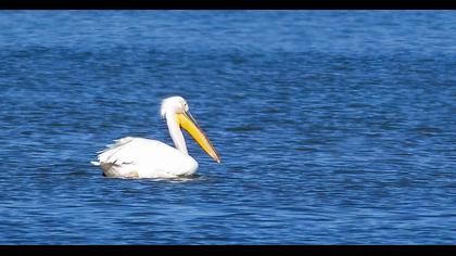 Great White Pelican