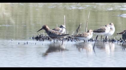 Curlew Sandpiper