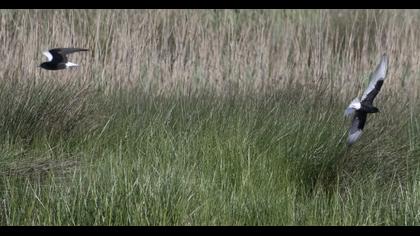 White-winged Tern