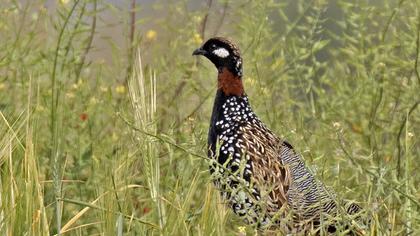 Black Francolin