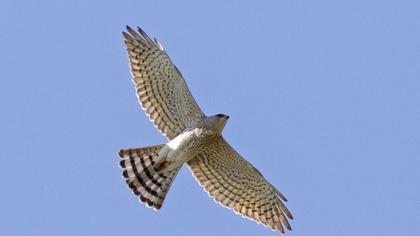 Levant Sparrowhawk