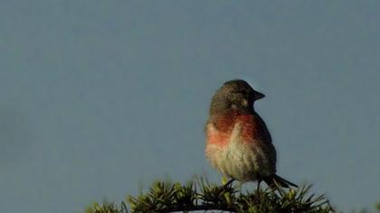 Common Linnet