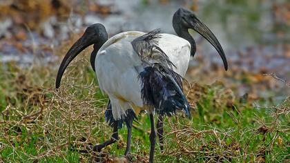 African Sacred Ibis