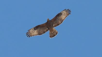 European Honey Buzzard
